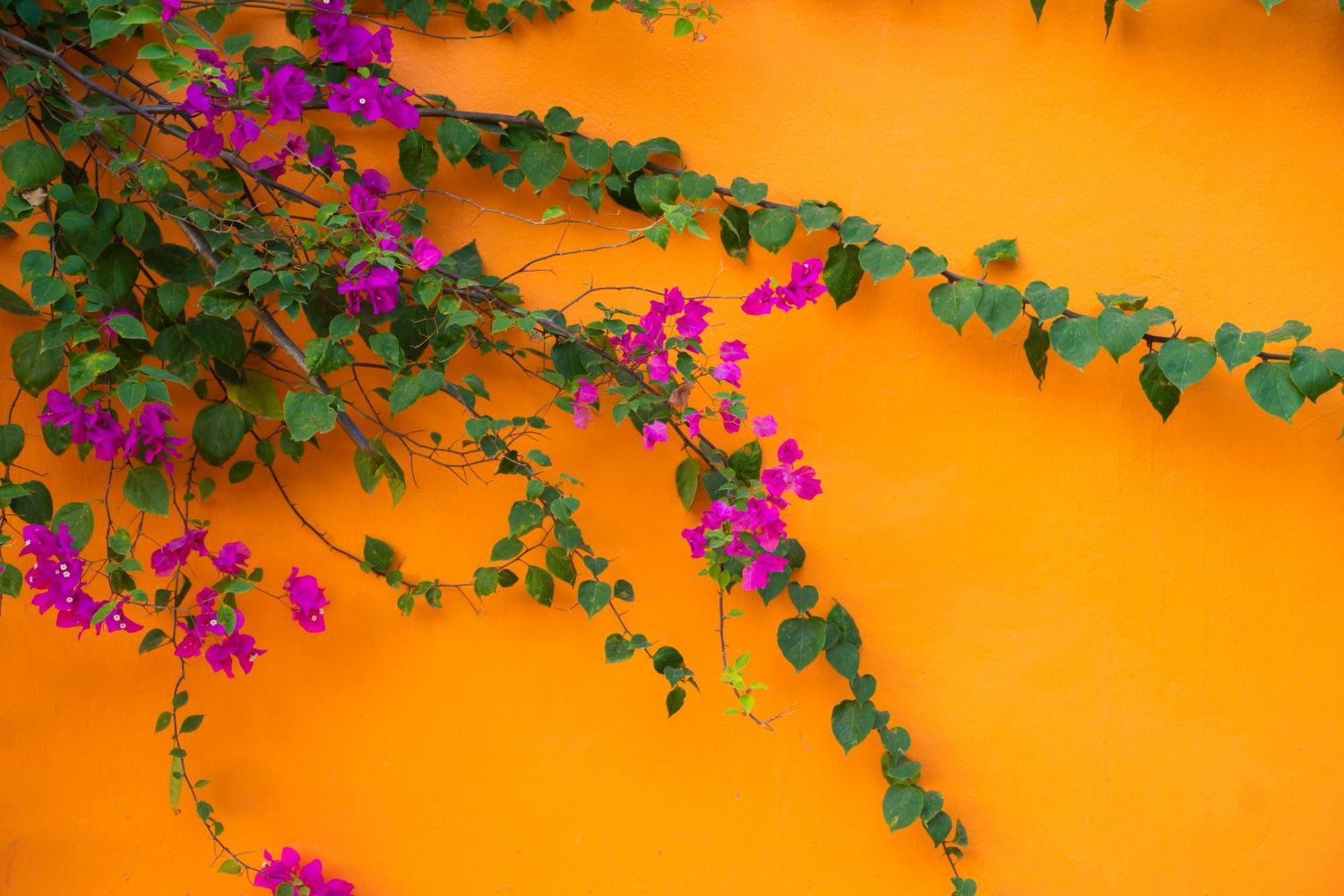 Rosa Garden Hotel Ninh Binh Buitenkant foto