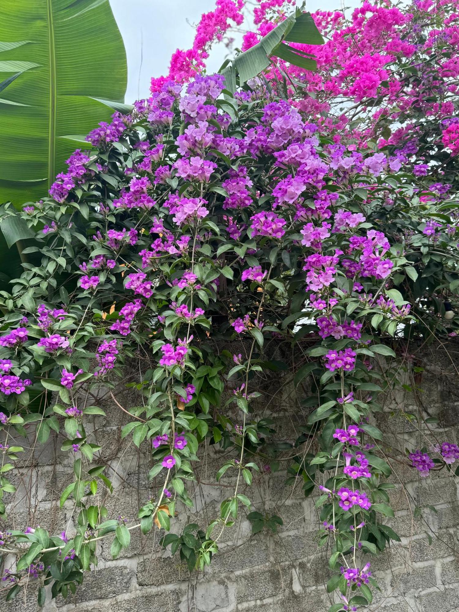 Rosa Garden Hotel Ninh Binh Buitenkant foto